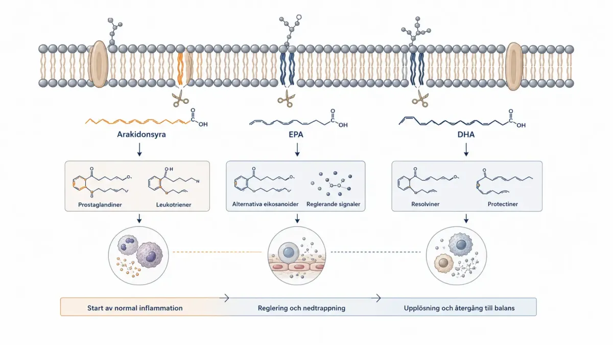 Vetenskaplig illustration av hur arakidonsyra, EPA och DHA frigörs från ett cellmembran och omvandlas till olika biologiska signalämnen som startar, reglerar och avslutar inflammatoriska processer.
